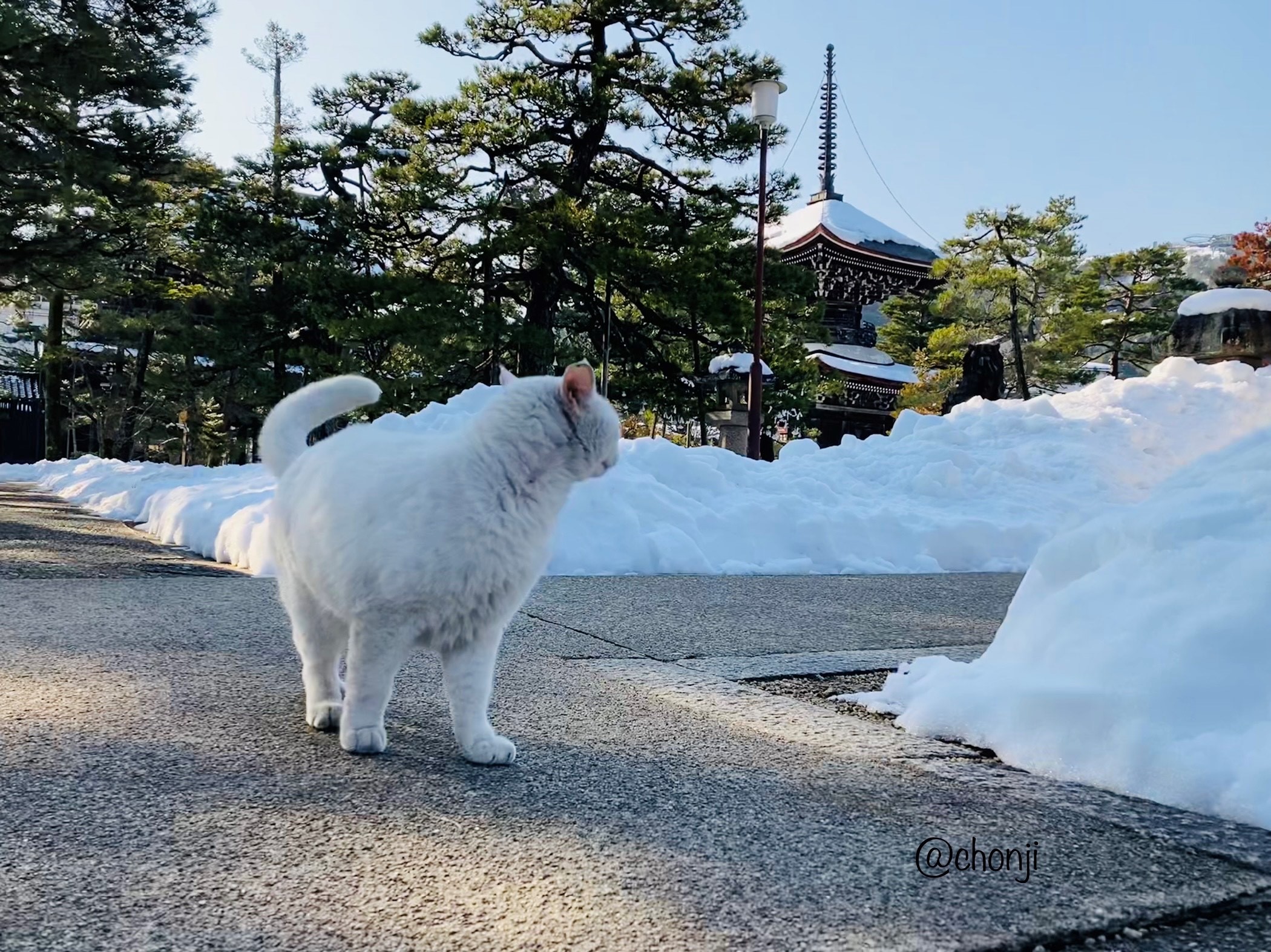 雪とシロ - 天橋立 智恩寺